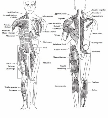 Mr. Bones Anatomical Chart