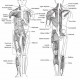 Mr. Bones Anatomical Chart